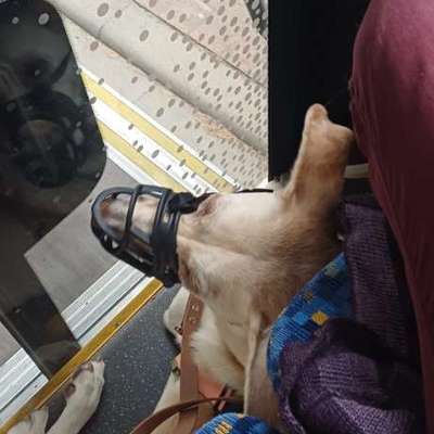 „Der Hund ist zu groß“ – erneut Maulkorbzwang trotz völlig ruhigem Hund-Beitrag-Bild