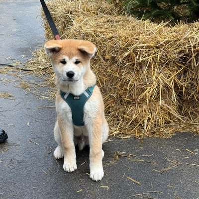 Hundetreffen-Spielkamaraden & ältere Hunde zum erziehen-Bild