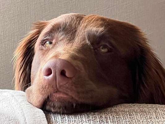 Die kleinen Futtersünden....-Beitrag-Bild