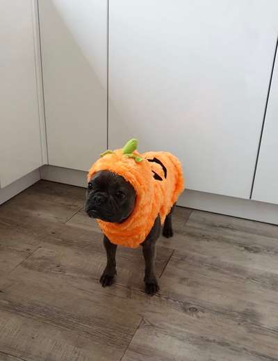 Fotochallange Nr.53 "HALLOWEEN"-Beitrag-Bild