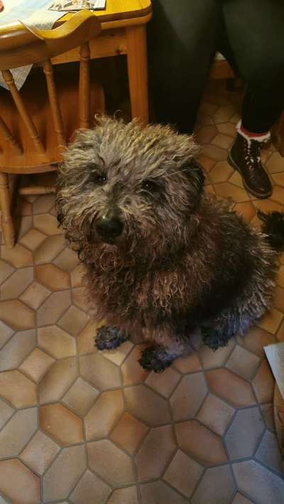 Mischlinge raten - Rätselspaß-Beitrag-Bild