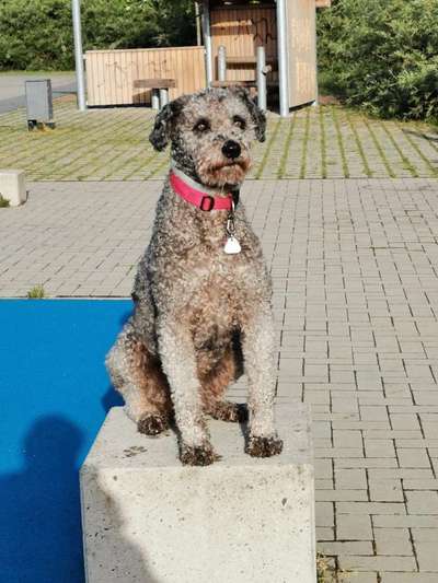 Wie heißt dein Hund?-Beitrag-Bild