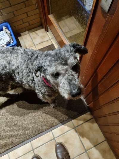 Mischlinge raten - Rätselspaß-Beitrag-Bild