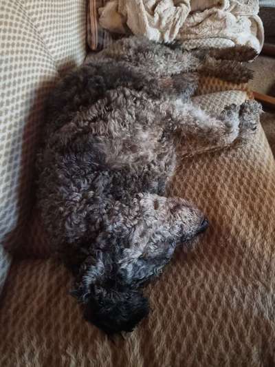 Mischlingshunde Foto Aufruf-Beitrag-Bild