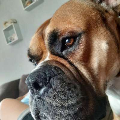 Hundetreffen-Suche Freunde zum Kennenlernen und Spielen-Profilbild