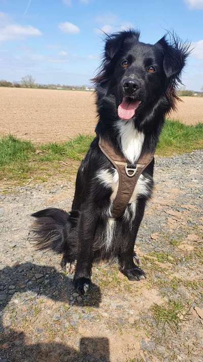 Gibt's hier noch mehr Border Collies???-Beitrag-Bild