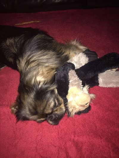 Fotosammlung: ,,Der natürliche Hund" Unbearbeitet, ungestellt und in Natura-Beitrag-Bild