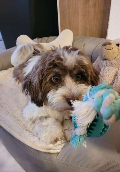 Havaneser dabei?:)-Beitrag-Bild