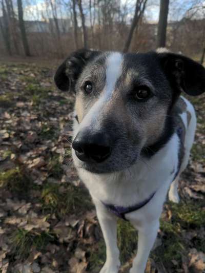 Hundetreffen-Friends zum Schnüffeln, Erkunden, Spielen gesucht-Bild