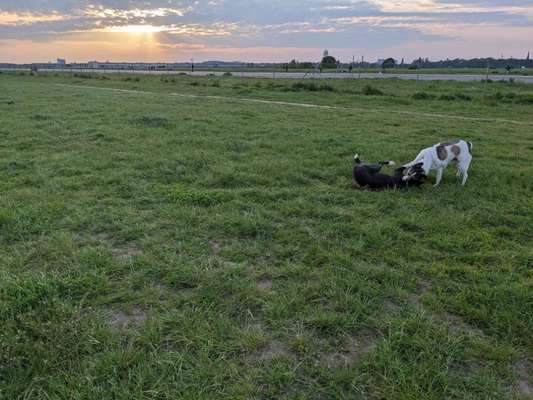 Hundetreffen-Hundefreunde aus dem Tierschutz/Rumänien/Herdi gesucht!-Bild