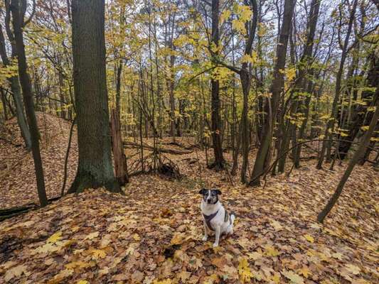 Hundetreffen-Mit Hundis Berlins grüne Ecken erkunden-Bild