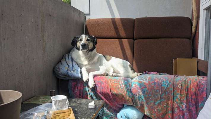 Hundetreffen-Ältere, gelassene Hunde zum gemeinsam Wuseln gesucht-Bild