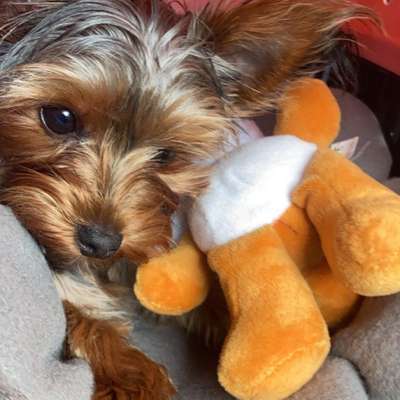 Hundetreffen-Play date near Görli, for very small (1.5kg) dog-Bild