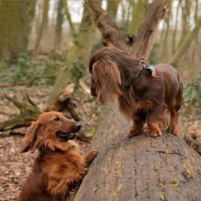 Hundetreffen-Dackelspaziergang im Georgengarten-Bild