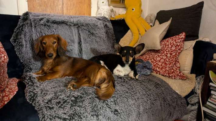 TierschutzhundeStammtisch🐕-Beitrag-Bild