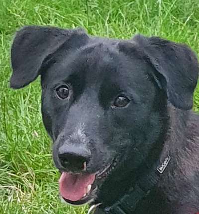 Labradorfans-Beitrag-Bild