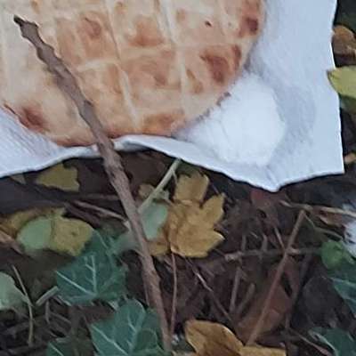 Giftköder-Vermutlich Rattengift auf Fladenbrot-Bild