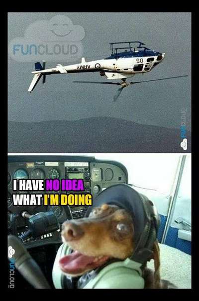 Hunde Memes-Beitrag-Bild