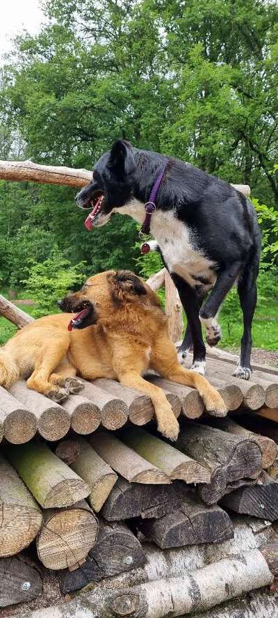 Die Dogorama Wochen Challenge "Friends will be Friends"-Beitrag-Bild