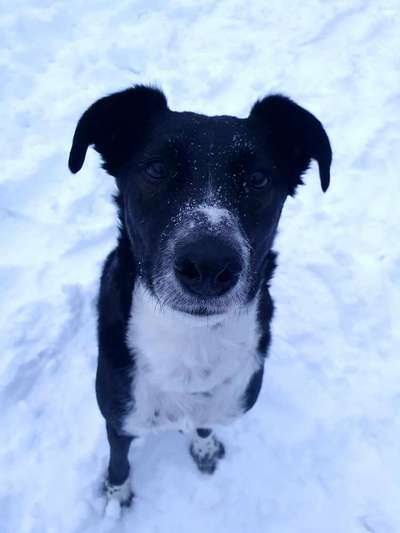 Englisch Pointer Mischlinge 🐶🐾-Beitrag-Bild