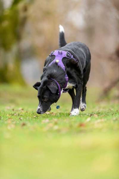 Labradorfans-Beitrag-Bild