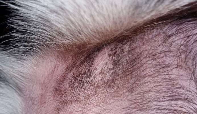 Schwarze Flecken-Beitrag-Bild