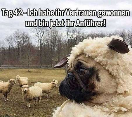 Hunde Memes-Beitrag-Bild