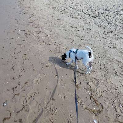 Hundetreffen-Gemeinsame Spaziergänge in Gohlis-Süd/Zentrum Nord-Bild