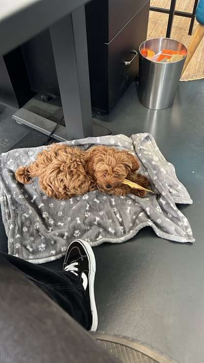 Hundetreffen-Welpe Pino sucht ruhigen Sozialisationspartner-Bild