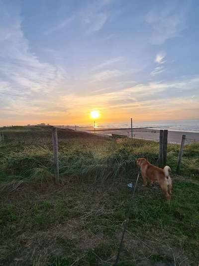 Hundetreffen-Gassi Runde-Bild