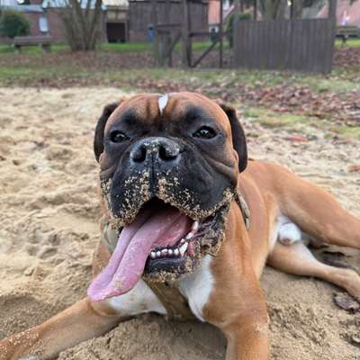 Hundetreffen-Spielkameraden gesucht-Bild