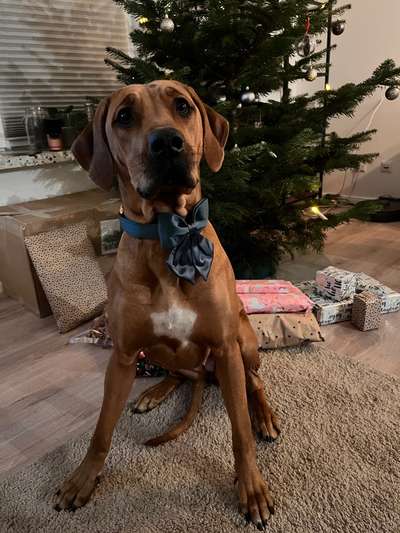Rhodesian Ridgeback-Beitrag-Bild