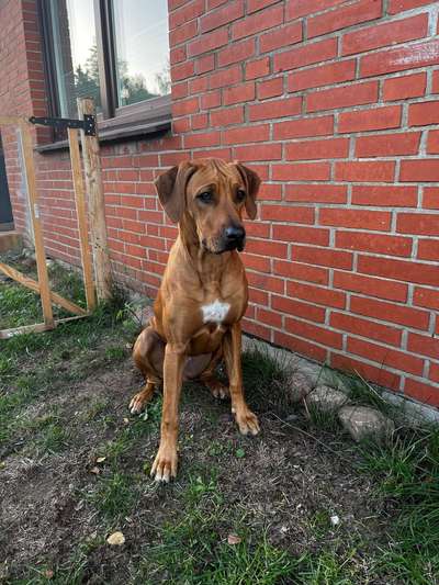 Rhodesian Ridgeback-Beitrag-Bild