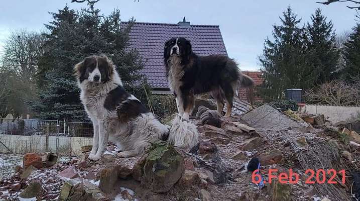 Herdenschutzhunde-Beitrag-Bild