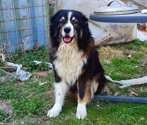 Herdenschutzhunde-Beitrag-Bild