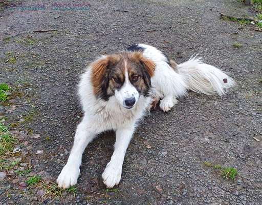 Herdenschutzhunde-Beitrag-Bild