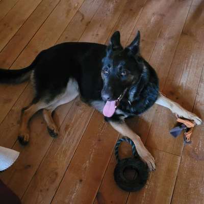 TierschutzhundeStammtisch🐕-Beitrag-Bild