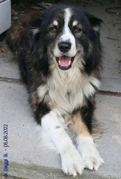 TierschutzhundeStammtisch🐕-Beitrag-Bild