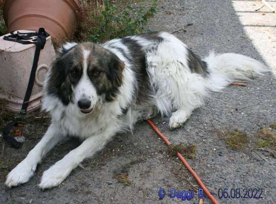 TierschutzhundeStammtisch🐕-Beitrag-Bild