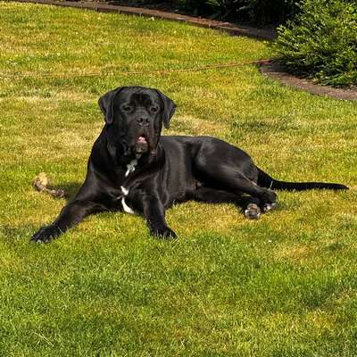 Hundetreffen-Spielkumpel gesucht 🐶-Bild