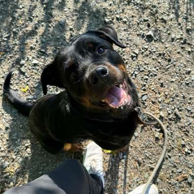 Hundetreffen-Suche Social Walk Buddys 🐶-Bild