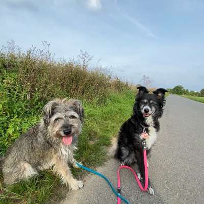 Hundetreffen-Social Walk mit Feinis-Bild