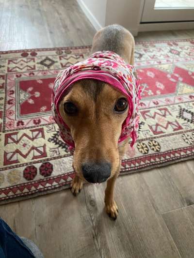 Dogorama Photo Challenge - Hundeblick zum hinschmelzen-Beitrag-Bild