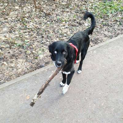 Hundetreffen-Spielrunde im Südpark-Bild