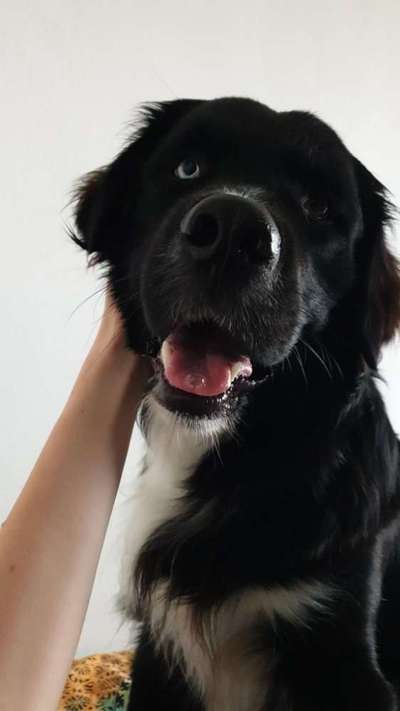 Mischlinge raten - Rätselspaß-Beitrag-Bild