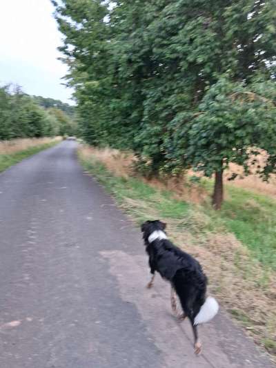 Hundetreffen-Mein Pubertirene jung hund sucht einen Spielil geferten-Bild