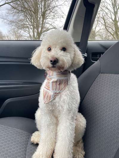 Hundetreffen-Hundekumpel/Kumpeline gesucht-Bild