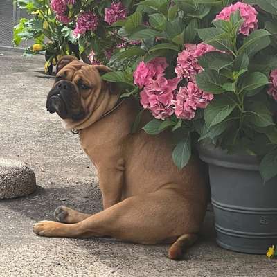 Hundetreffen-Spazieren und Spielen-Bild