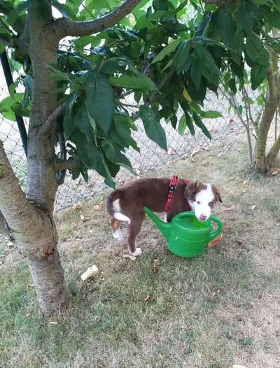 Dogorama Photo Challenge - Hündische Haushaltshilfe-Beitrag-Bild