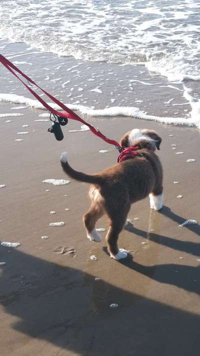 Dogorama Foto Challenge - Wanderziel-Beitrag-Bild